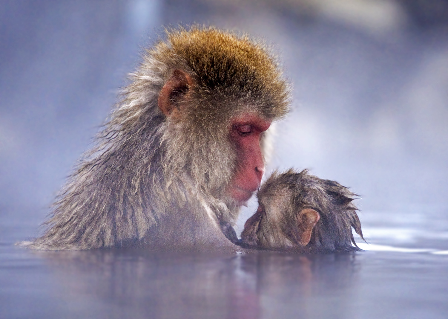 0-7 Steve Mandel_Snow Monkey Mother and Child_Wildlife