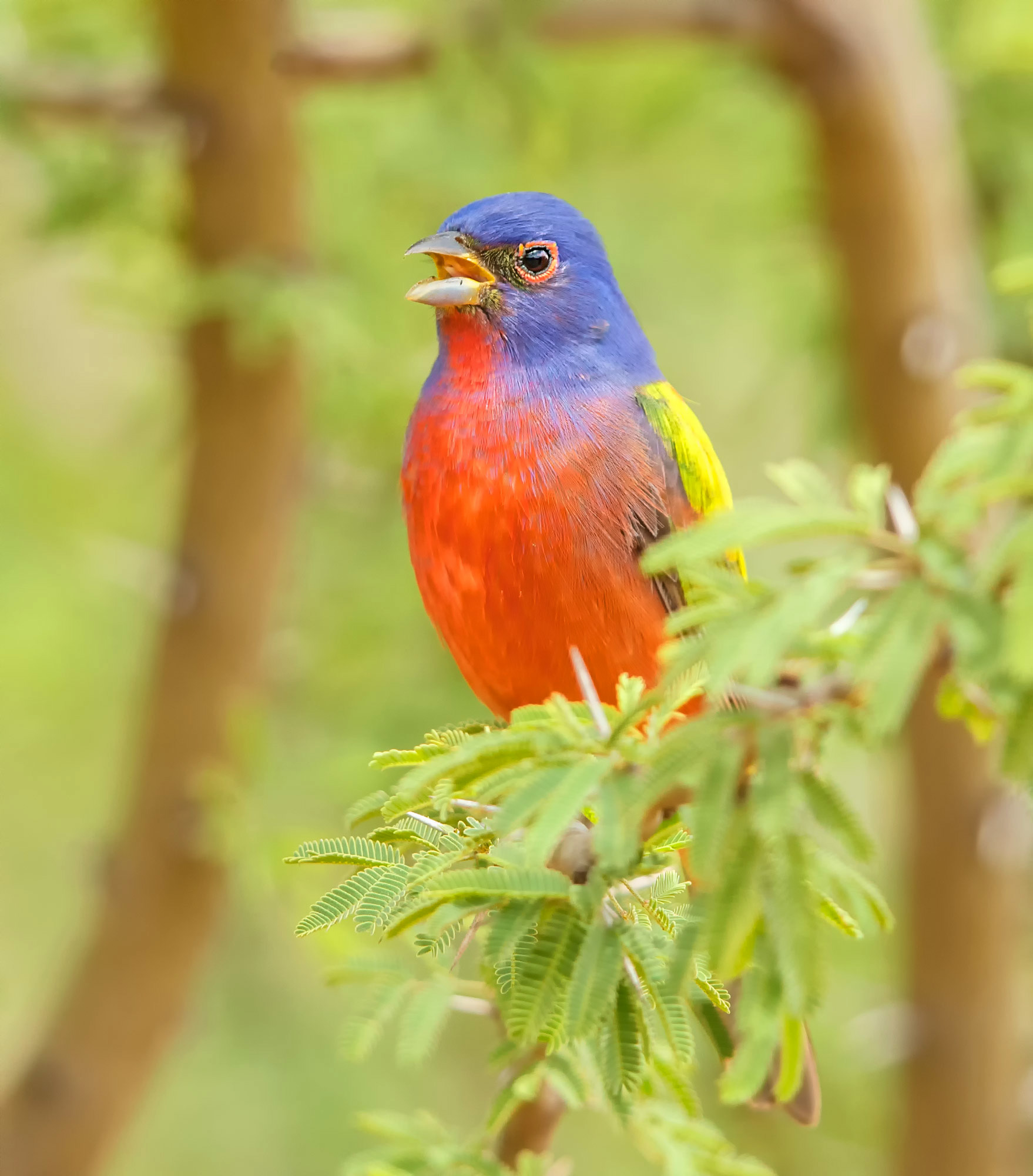0-Painted Bunting_Y5Q6717