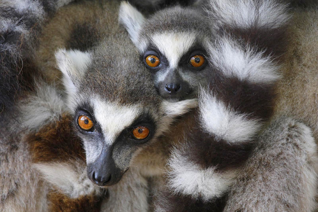 0-Steve Mandel_Ringtail Lemurs_