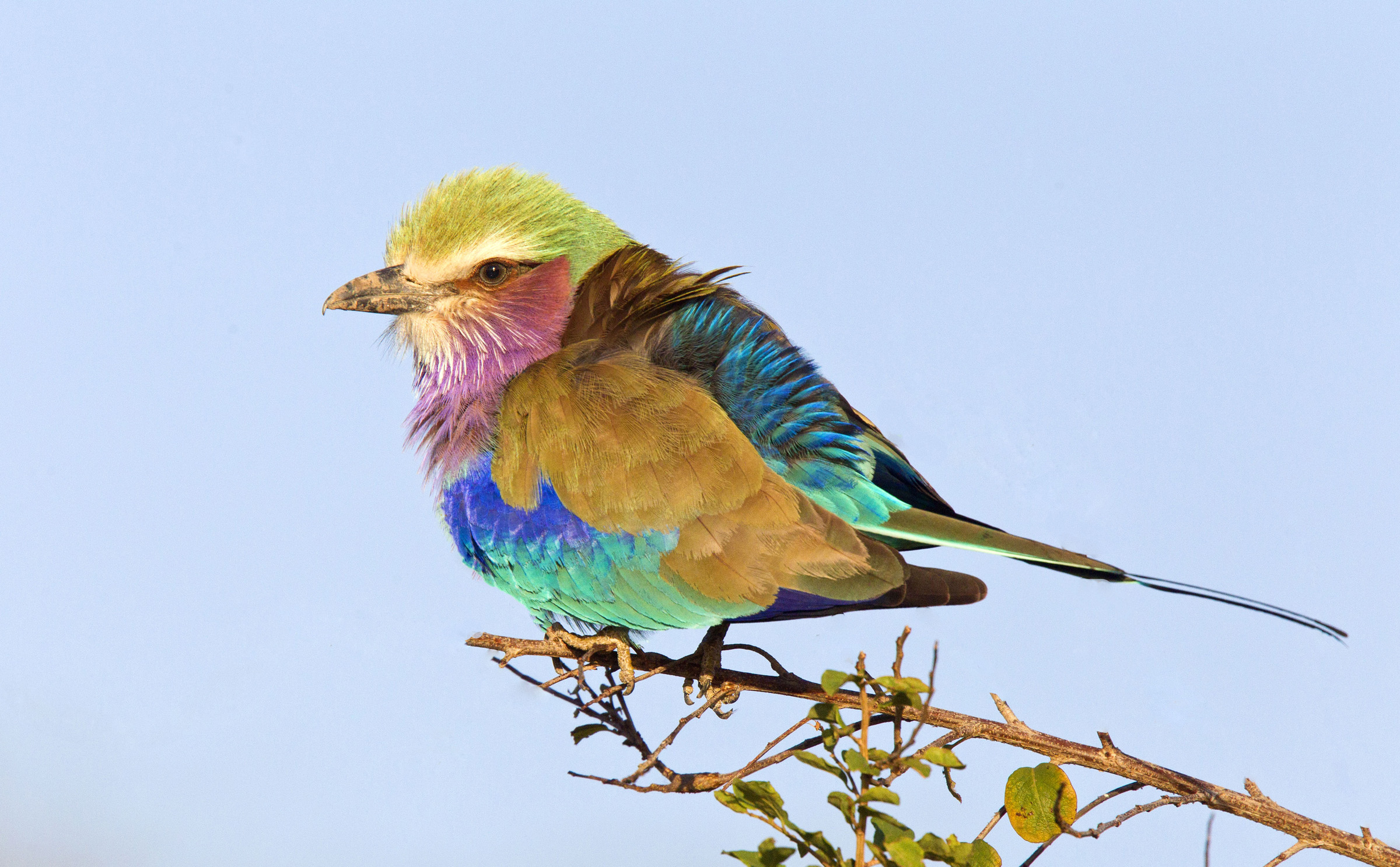1-17 Lilac-Breasted Roller