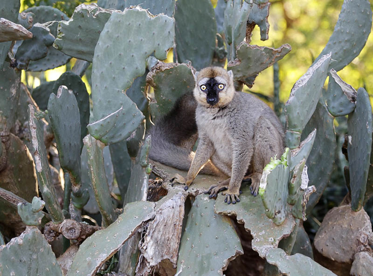 10-Red-fronted-Brown-lemur