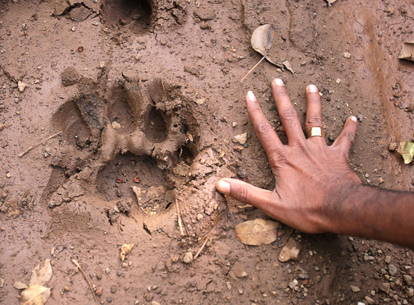 11-591R1900Gir 4 big male footprint
