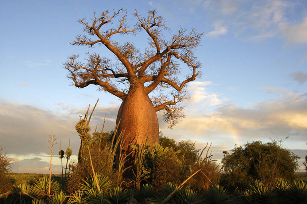 11-Baobab