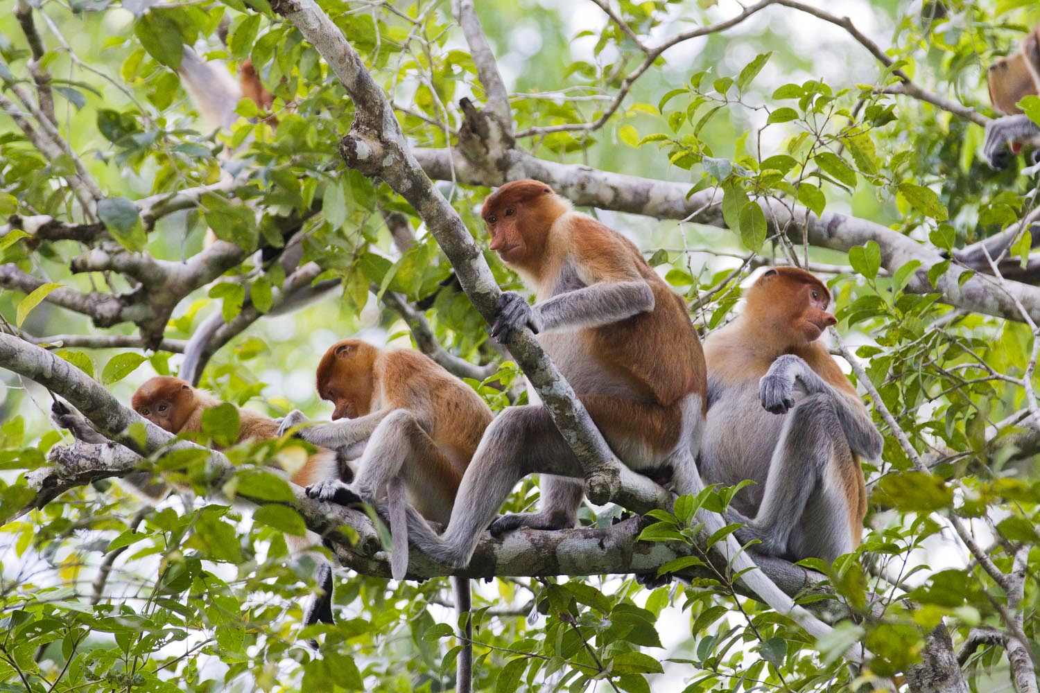 11-Proboscis Family_F0D2603