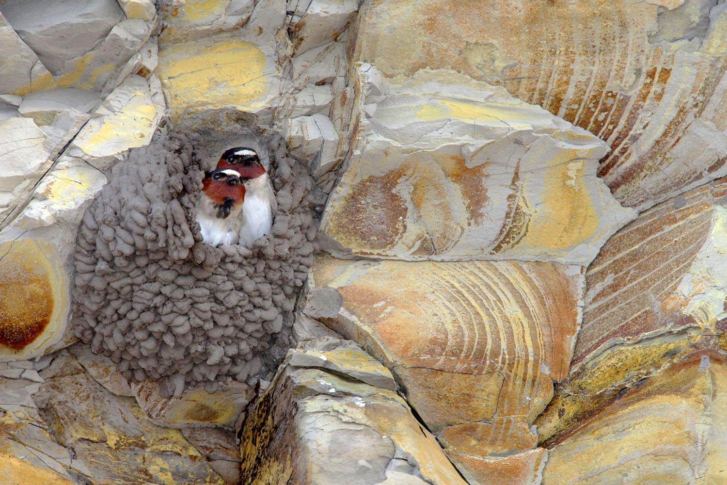 14-Mr and Mrs Cliff Swallow