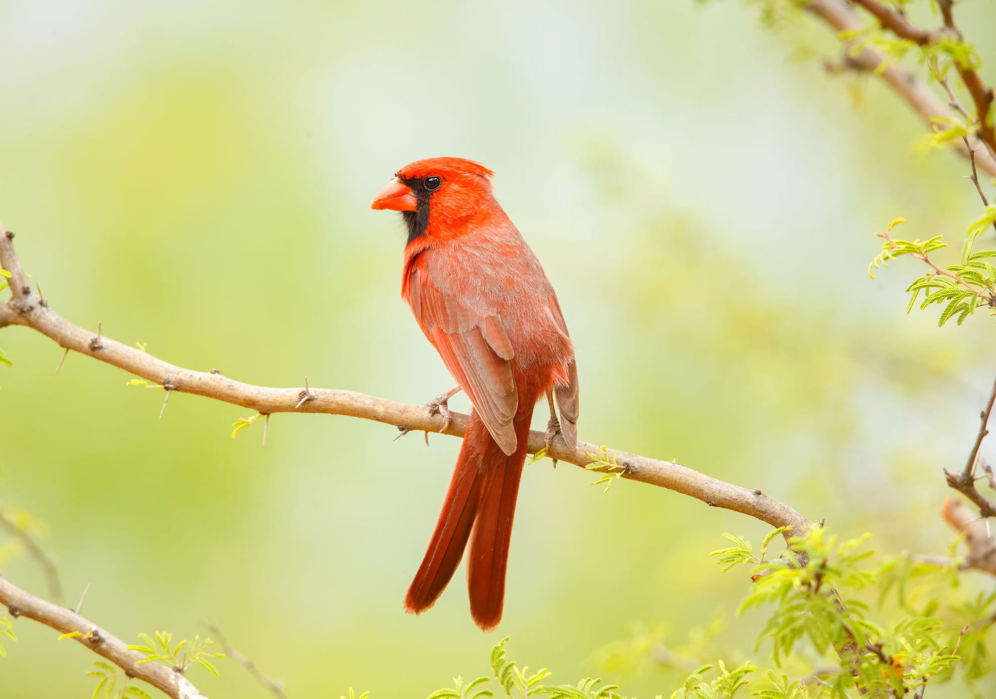 18-Cardinal (m)_Y5Q3352