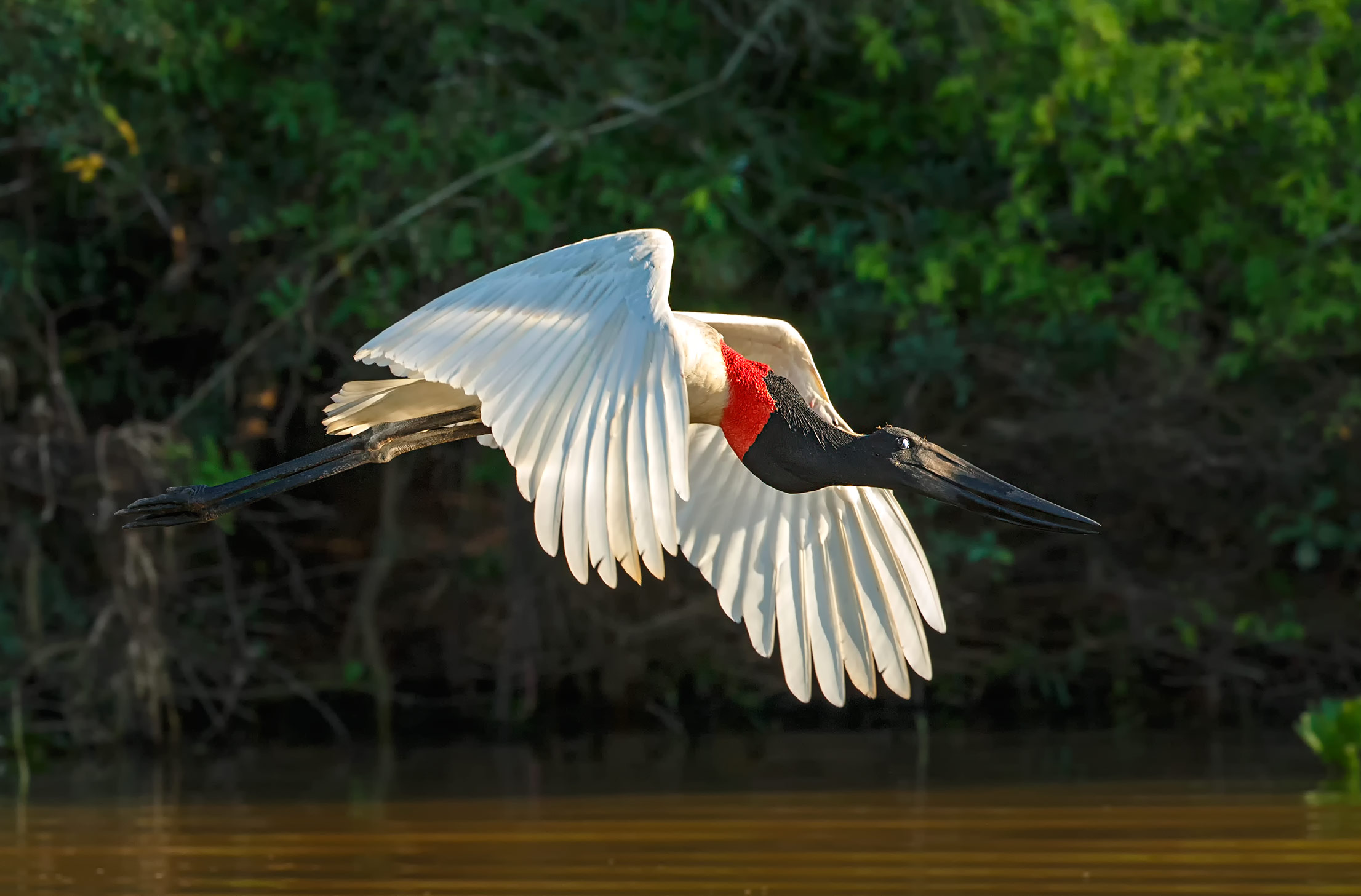 19-Jabiru Stork