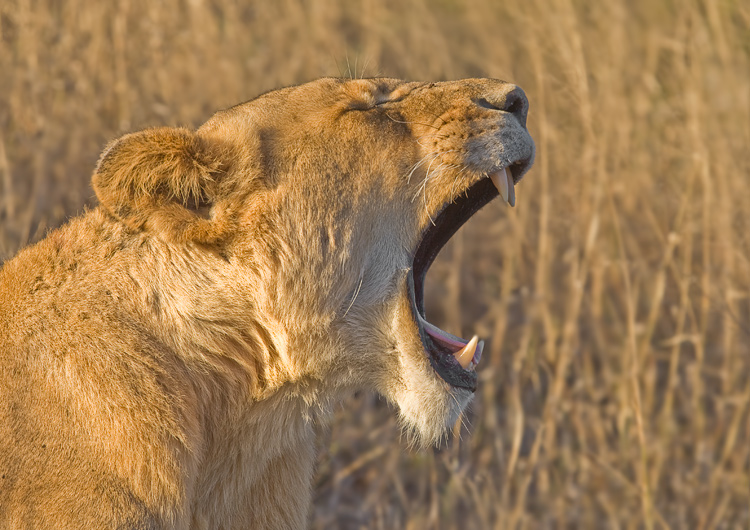 19-_07H6329Lion-Yawn