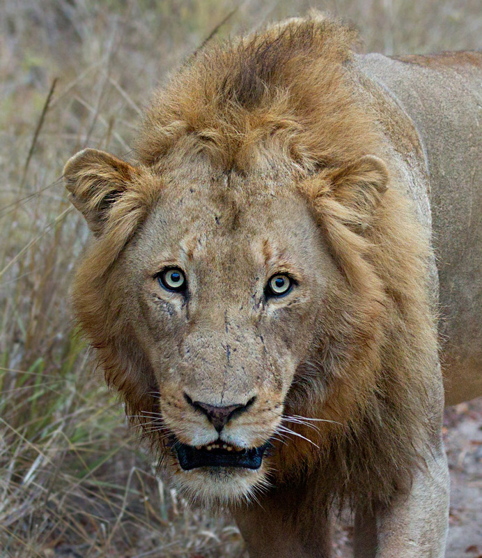20-AF0D8669Lion