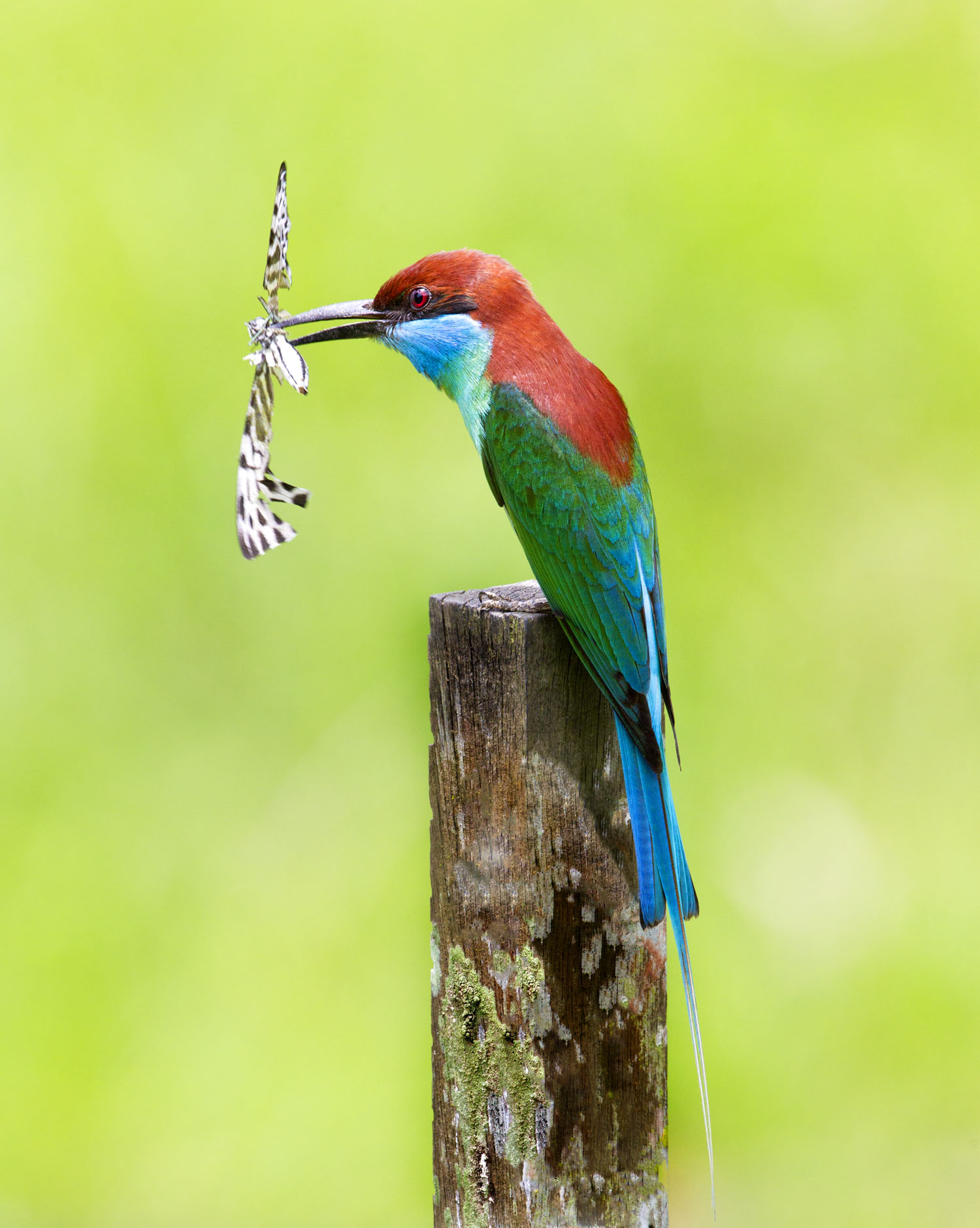 21-Blue-Throated Bee Eater_F0D3670