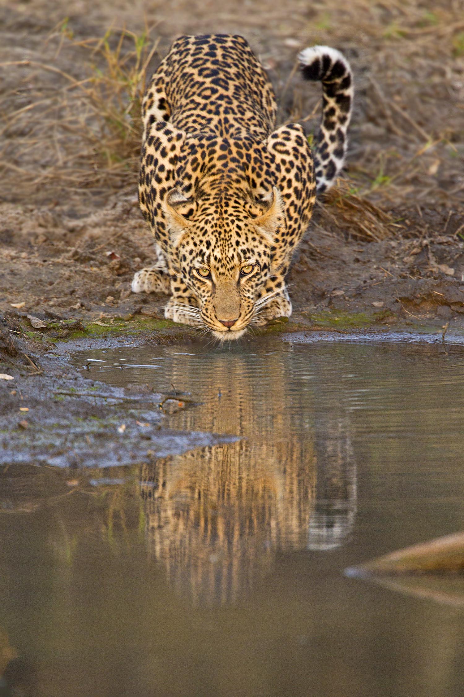 21-Leopard by Pool