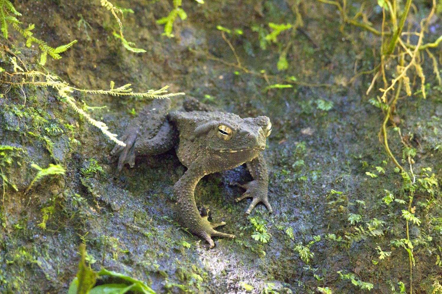 24-Giant River Toad_F0D3889