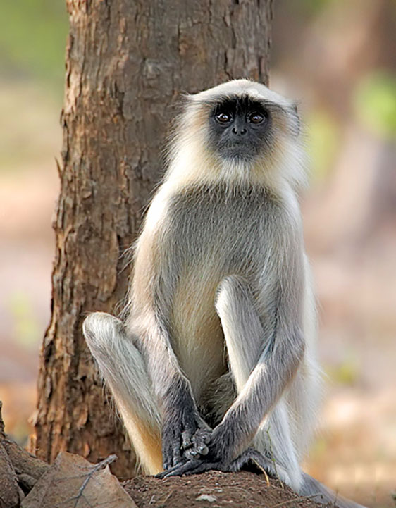24-Langur 5