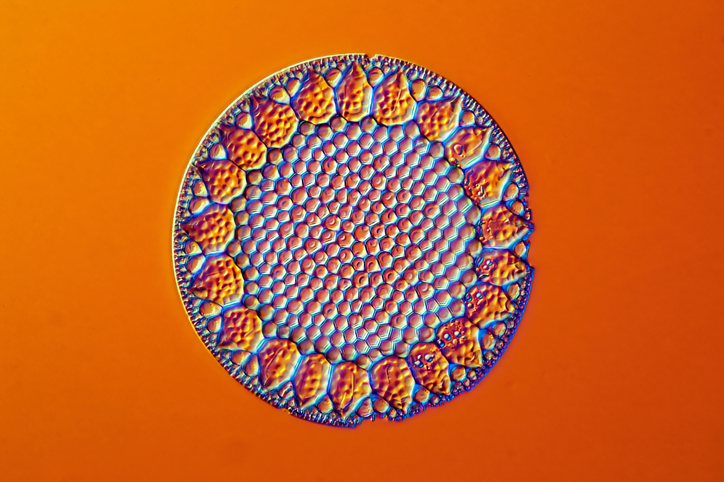 25-445_Heterodictyon