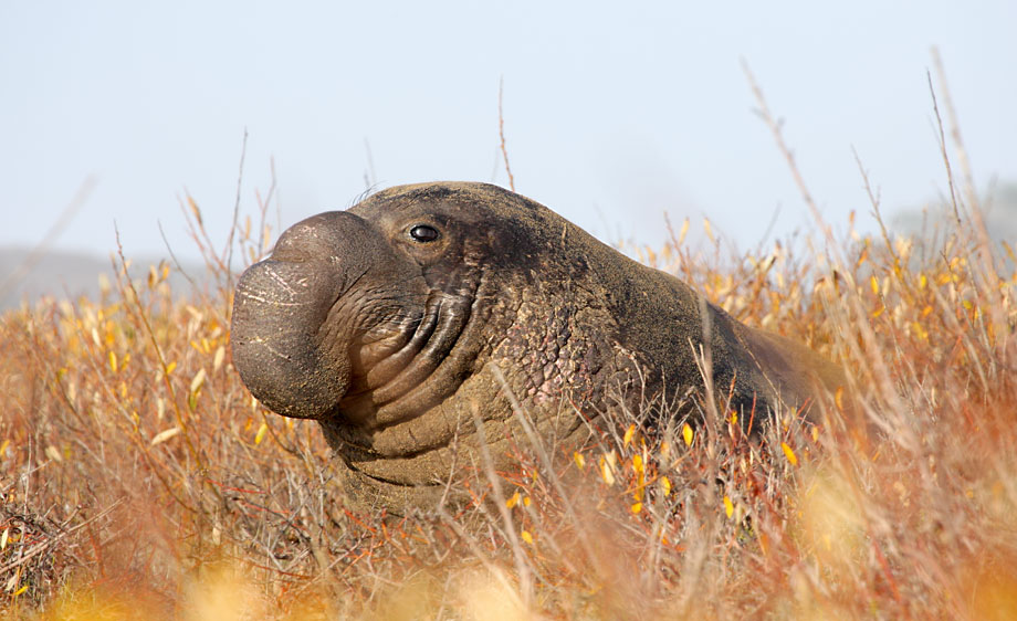 29-Elephant Seal 1