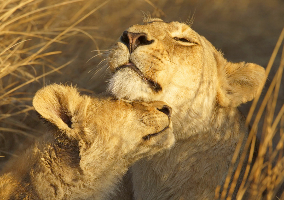 3-13 Steve Mandel_Lioness and cub_wildlife.jpg