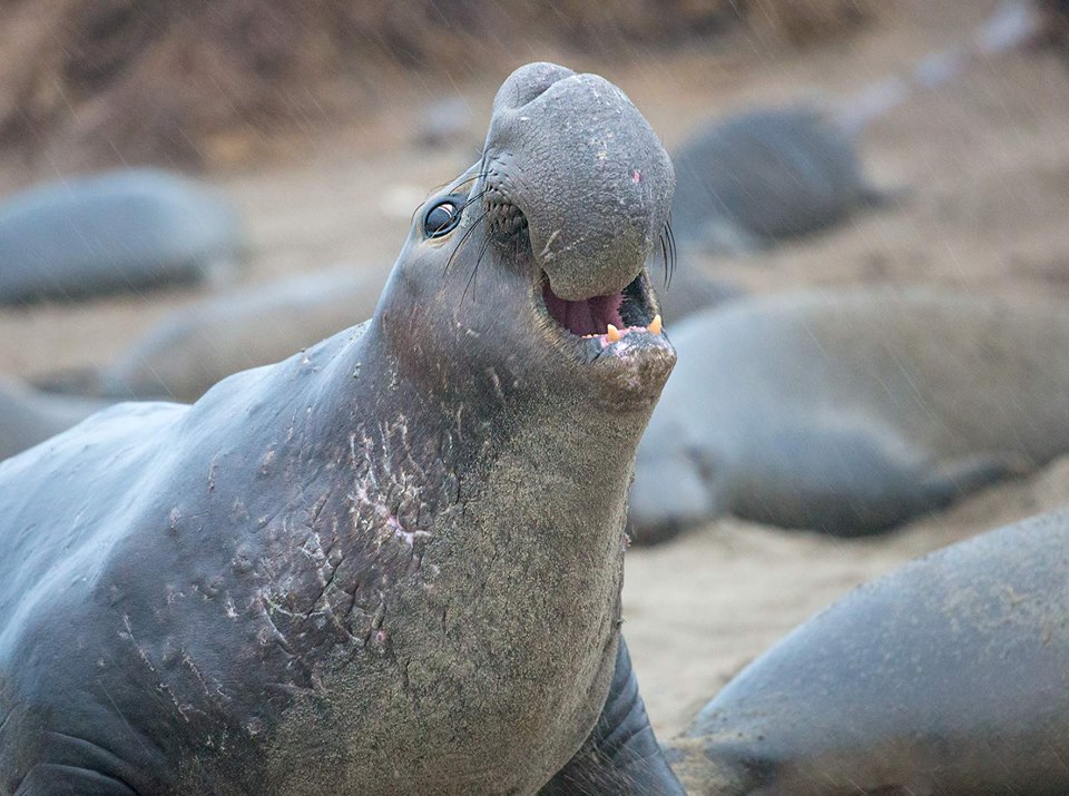 30-Elephant Seal