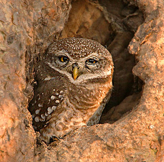 30-Spotted Owlet562