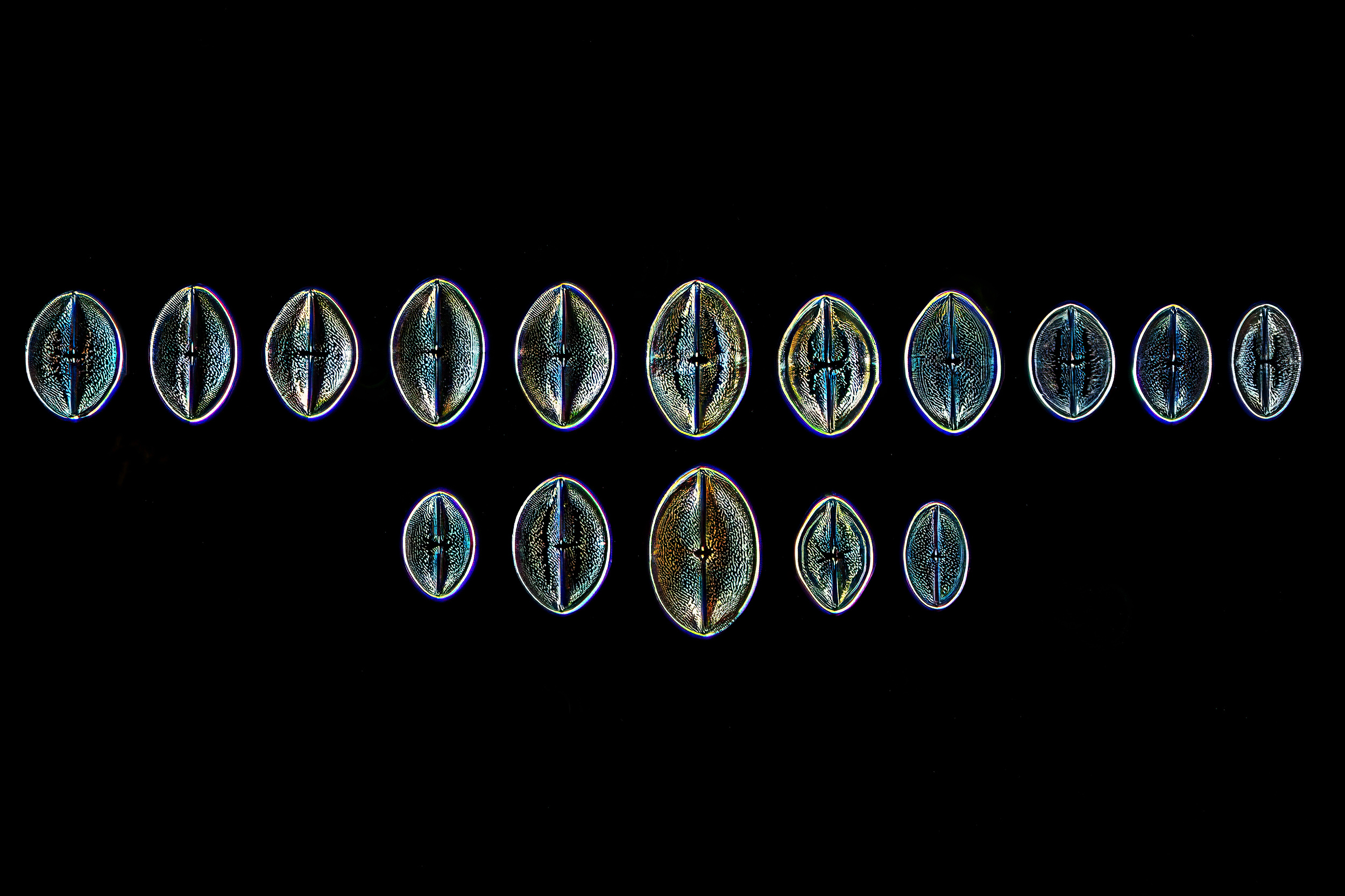 Navicula praetexta-California Academy of Sciences