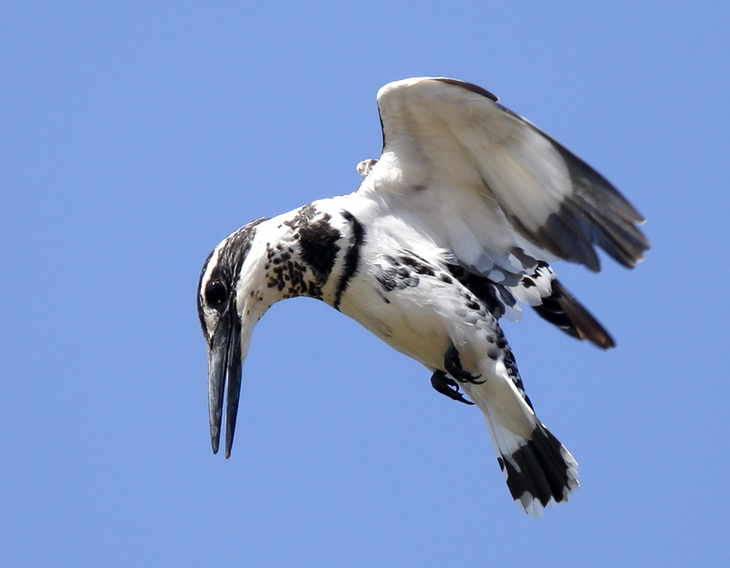 33-Pied Kingfisher 1
