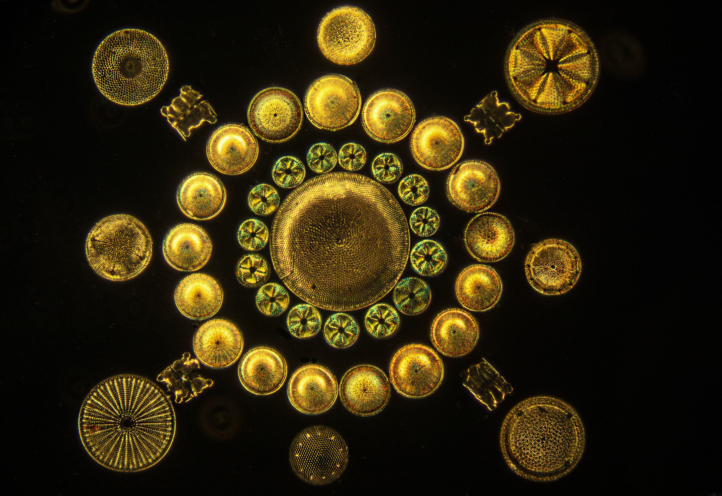 Antique slide 1, arranged diatoms, from Victorian England.      333A6008