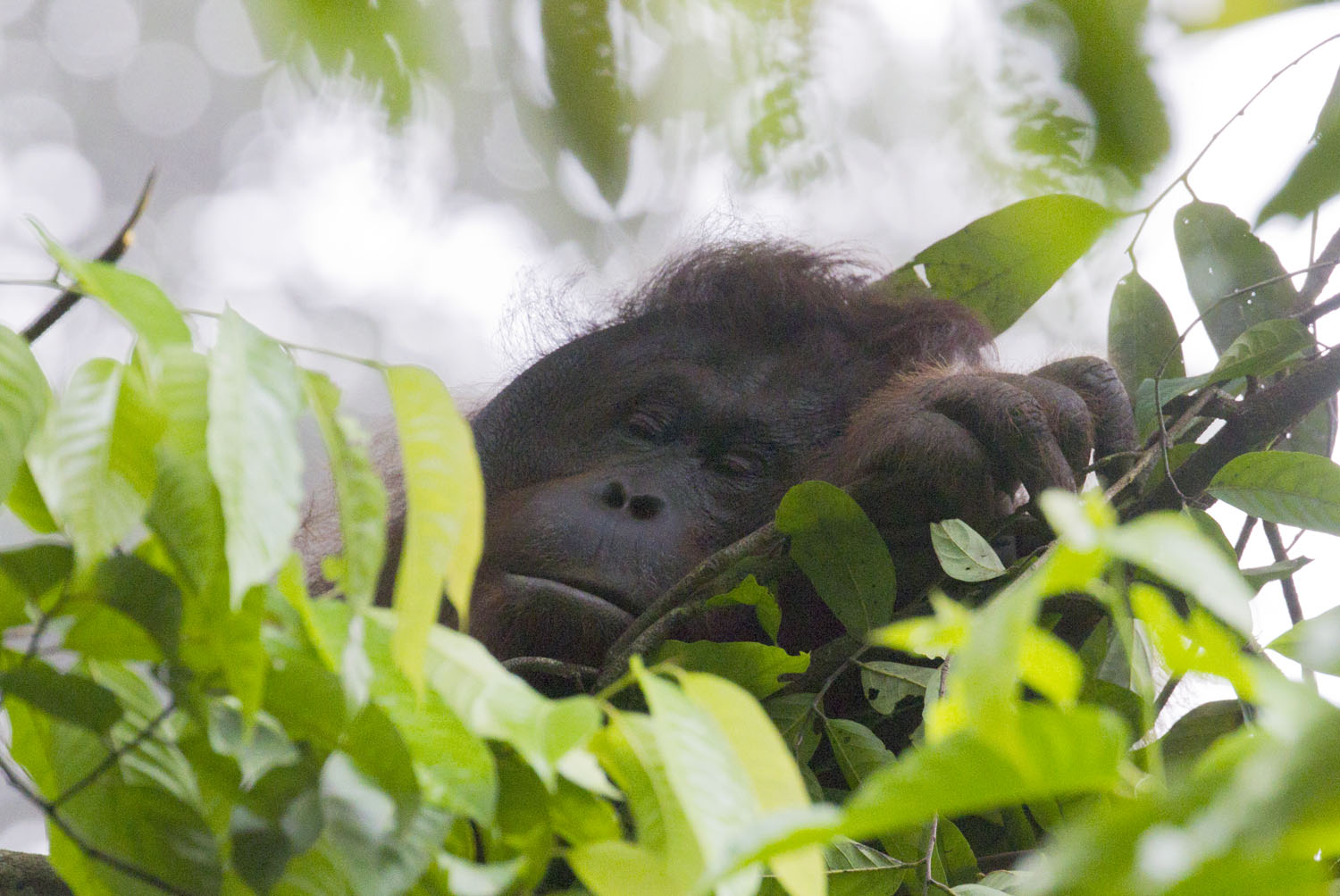 6-Abu Sleeping_F0D4245